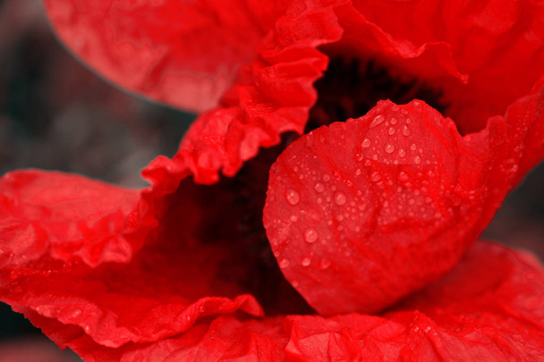 Close up of red poppy in the sunlight. Selective focus. - 写真・画像