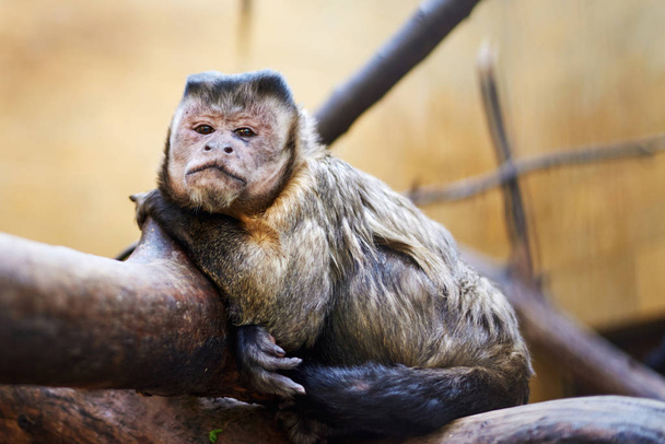 Little lonely monkey sitting on a tree branch - Photo, Image