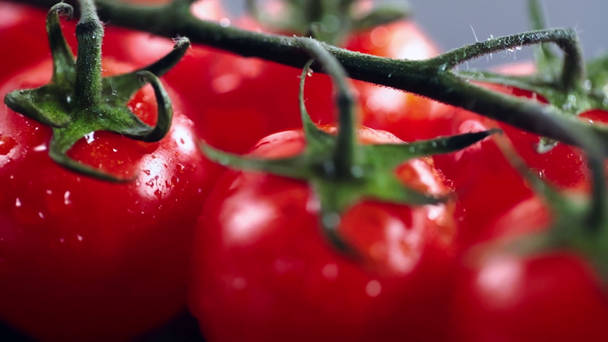 zbliżenie świeżych pomidorów wiśniowych na gałęzi z kroplami wody - Materiał filmowy, wideo