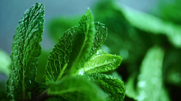 vista de cerca de las hojas de menta orgánica fresca con agua de aspersión
 - Metraje, vídeo