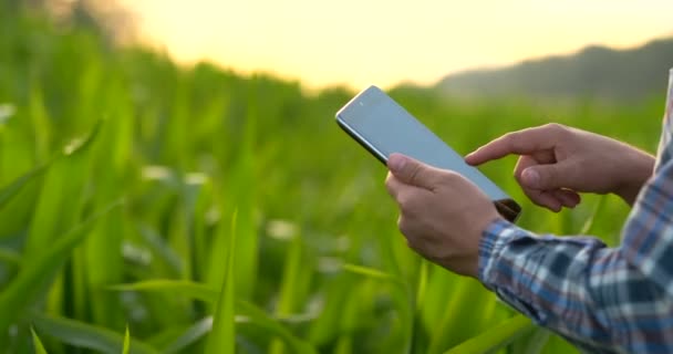 Close-up van boer hand met behulp van mobiele telefoon of Tablet staand in. De rijstveld met sikkel, zede of haak voor het oogsten. - Video