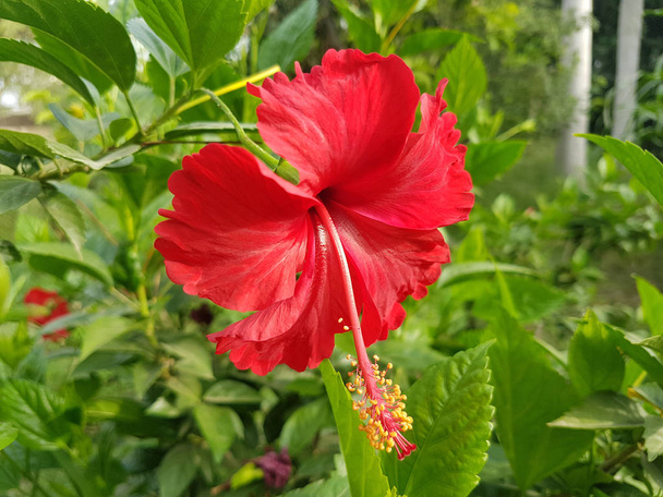 Цветок гибискуса красивый красный цвет
 - Фото, изображение
