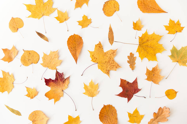 dry fallen autumn leaves on white background - Photo, Image