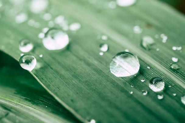 drops of water on the leaves. green nature background - Foto, Bild