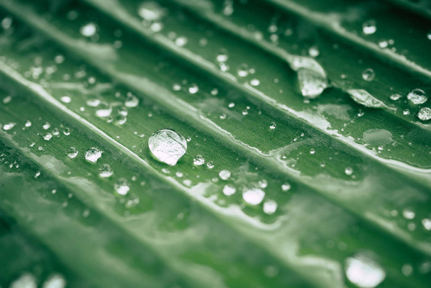drops of water on the leaves. green nature background - Foto, Imagen