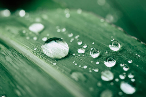 drops of water on the leaves. green nature background - Fotó, kép