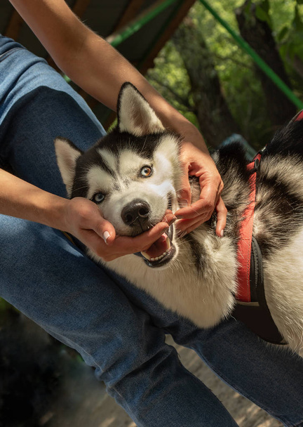 στόμα του Σιβηρικού Χάσκι με τα χέρια του ιδιοκτήτη, χειριστή σκύλων στο φόντο της φύσης - Φωτογραφία, εικόνα