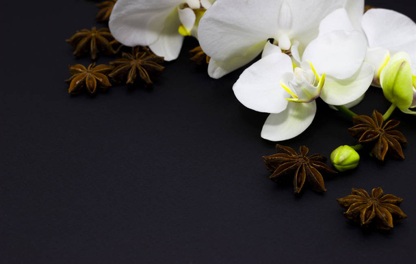 λευκό ορχιδέα phalaenopsis σε ένα σκοτεινό φόντο, μέρος για το κείμενό σας - Φωτογραφία, εικόνα