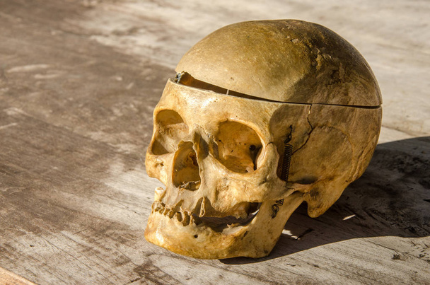 crâne humain femme plus âgée partie du corps mort halloween
 - Photo, image