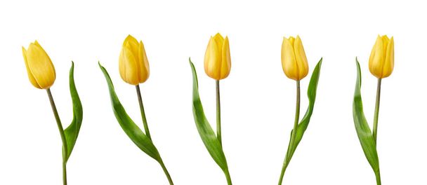 Uma coleção de flores amarelas de tulipa isoladas em um backgro branco
 - Foto, Imagem