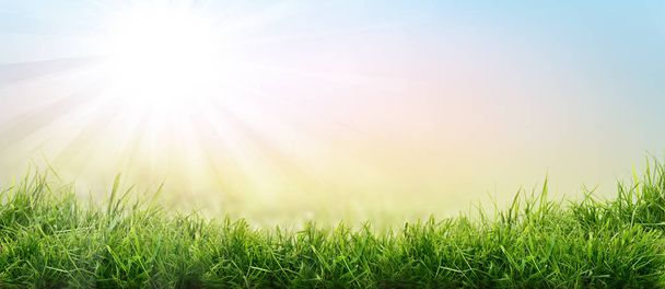 üppigen Frühling grünes Gras Hintergrund mit einem sonnigen Sommer blauen Himmel  - Foto, Bild