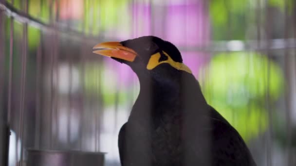 Colina Myna (Gracula Religiosa) Falando pássaro em uma gaiola
 - Filmagem, Vídeo
