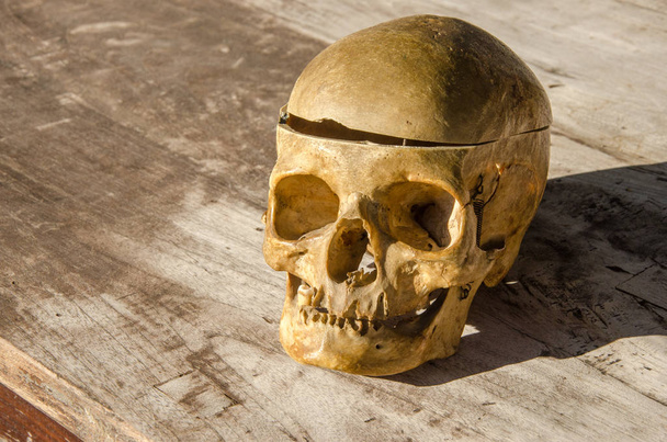 crâne humain femme plus âgée partie du corps mort halloween
 - Photo, image