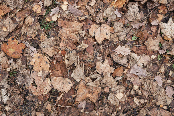 Close-up vista superior de uma folha de outono fundo texturizado
 - Foto, Imagem