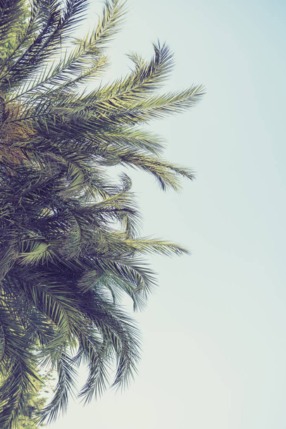 Vertical size of picture of branches of palm trees on the sky background.  - Fotoğraf, Görsel