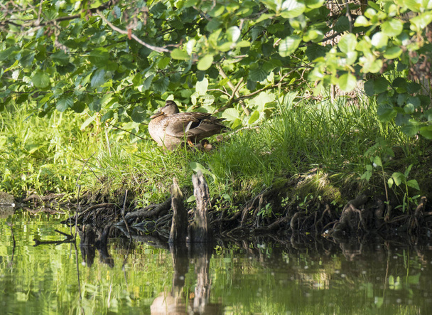 yavru ördek yavruları ve Yaban Mallard ördek Anas platyrhynchos. Doğadaki güzellik. Bahar zamanı altın saati. Çimenlerde saklanan kuşlar. Genç olanlar - Fotoğraf, Görsel