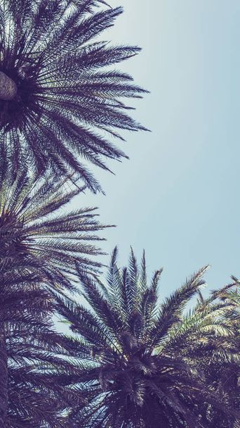 Vertical size of picture of branches of palm trees on the sky background. 9 : 16 ratio  - Fotoğraf, Görsel