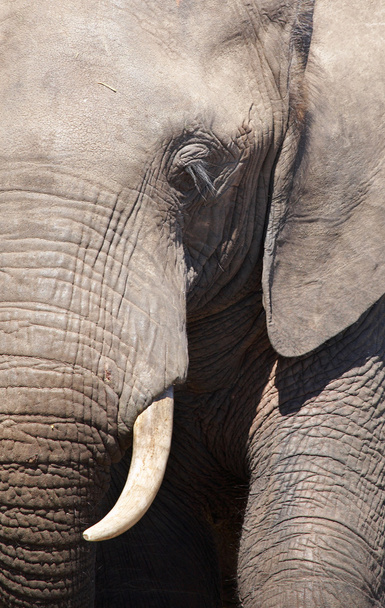 Close up of elephant, Chobe N.P., Botswana - Фото, изображение
