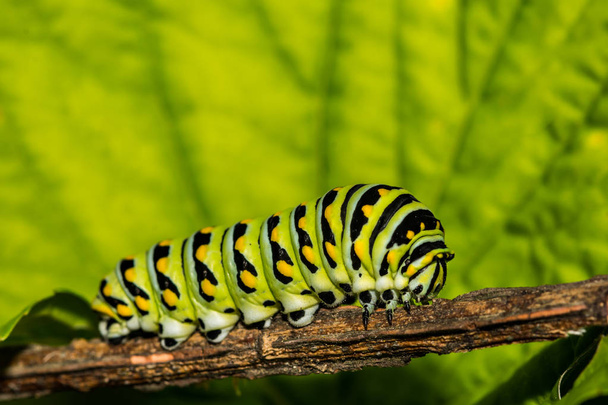 Eastern Black Swallowtail Caterpillar (Papilio polyxenes) - Photo, Image
