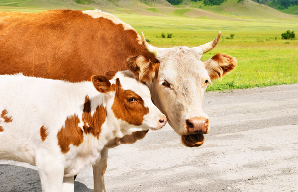 tehén és borjú - Fotó, kép