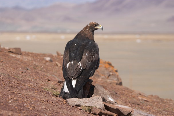 Tame hunting golden eagle in mongolian desert - Photo, Image