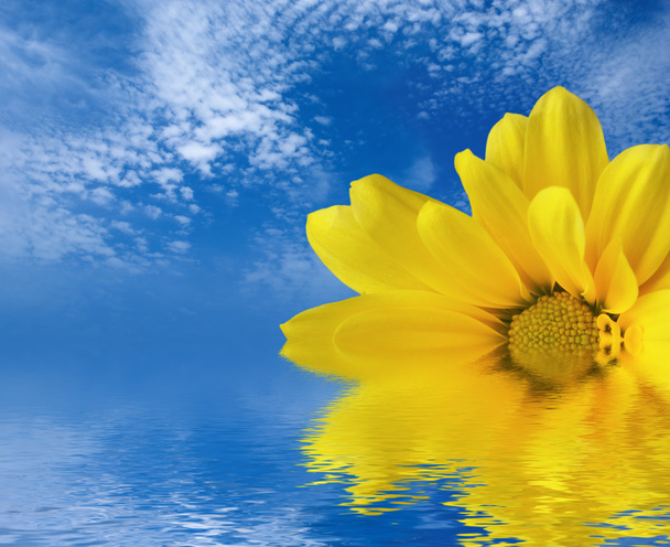 Yellow flower reflected in water - Photo, Image
