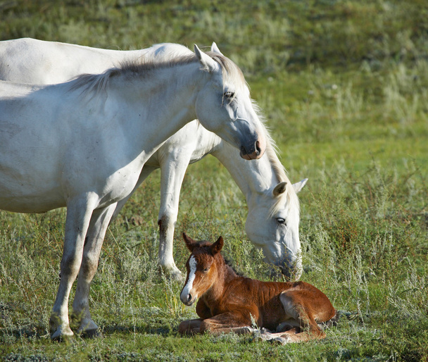 Новорожденный жеребенок и две лошади
 - Фото, изображение
