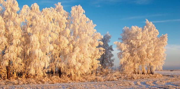 Téli táj fagyos erdő és a kék ég - Fotó, kép