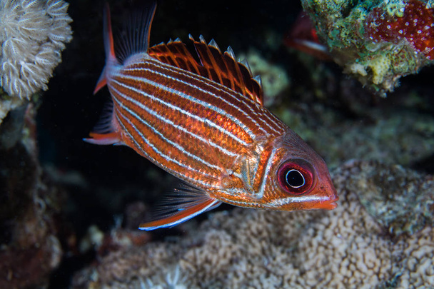 Coroa esquilo (Sargocentron diadema) laranja metálico brilhante / peixe de cor vermelha com listras brancas para baixo do lado do corpo de perto
. - Foto, Imagem