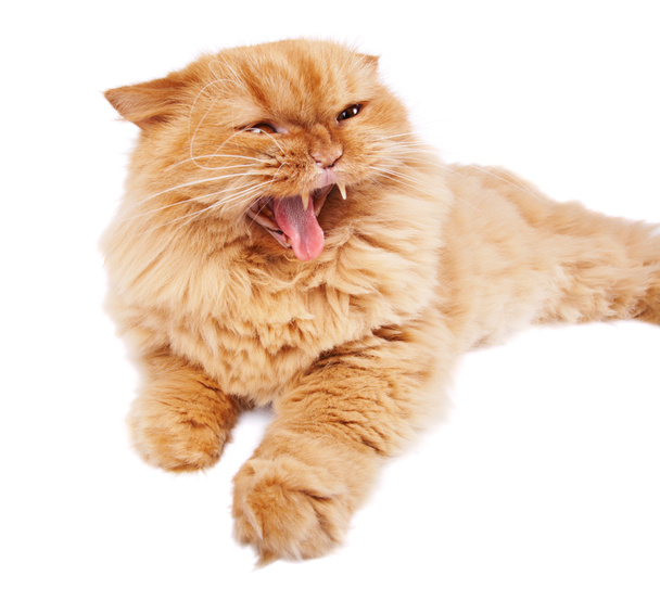 Angry cat isolated on white - Photo, Image
