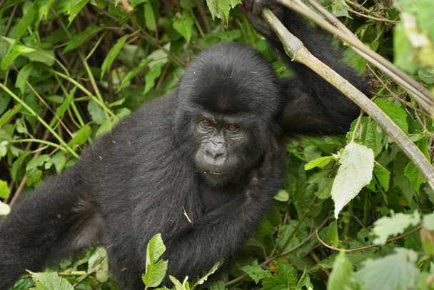 Hembra de gorila de montaña oriental en bosque tropical de Uganda
 - Foto, Imagen