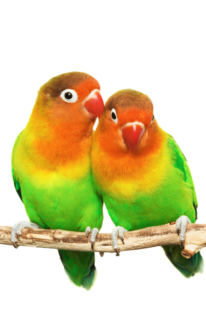 Пара влюблённых пташек агапорнис-фишери изолирована на белом
 - Фото, изображение