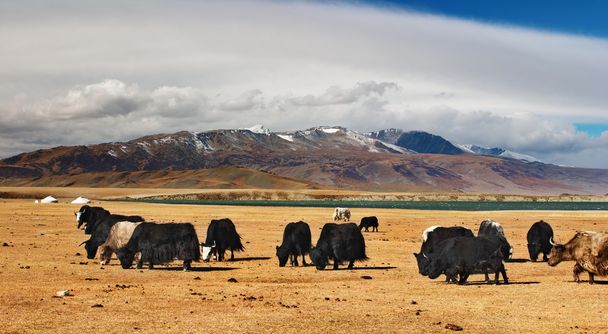 Weidende Yaks in der mongolischen Wüste - Foto, Bild