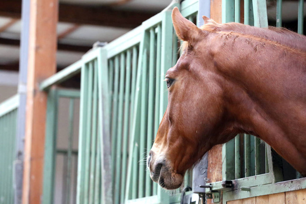 Gros plan d'un beau jeune cheval dans la grange
 - Photo, image