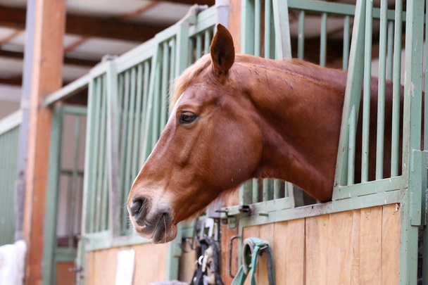 Štreka z hlavy nádherného mladého koně ve stodole - Fotografie, Obrázek