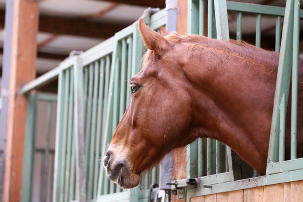 Крупный план красивой молодой лошади в сарае
 - Фото, изображение