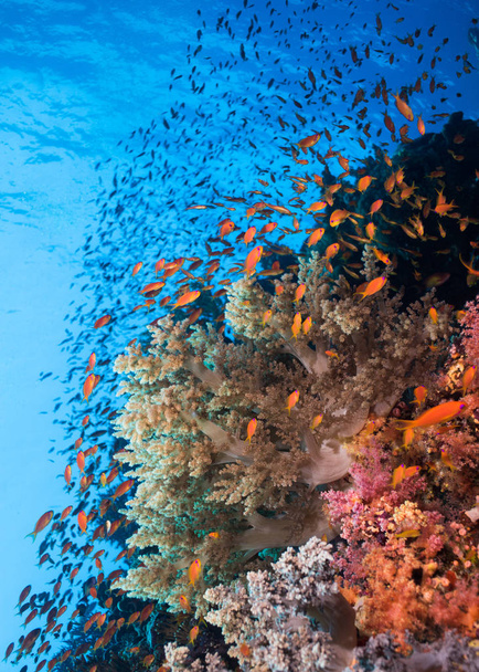 Zeegezicht van het koraalrif en de Shoal van Lyretail van Anthias (Pseudanthias squamipinnis) rondom zacht koraal met blauw water op de achtergrond. - Foto, afbeelding