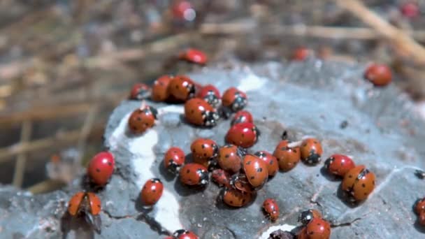 много ladybirds на камне
 - Кадры, видео