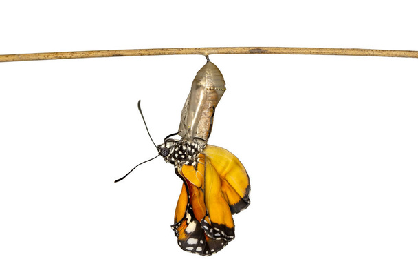 Amazing moment ,Monarch butterfly emerging from its chrysalis - Photo, Image