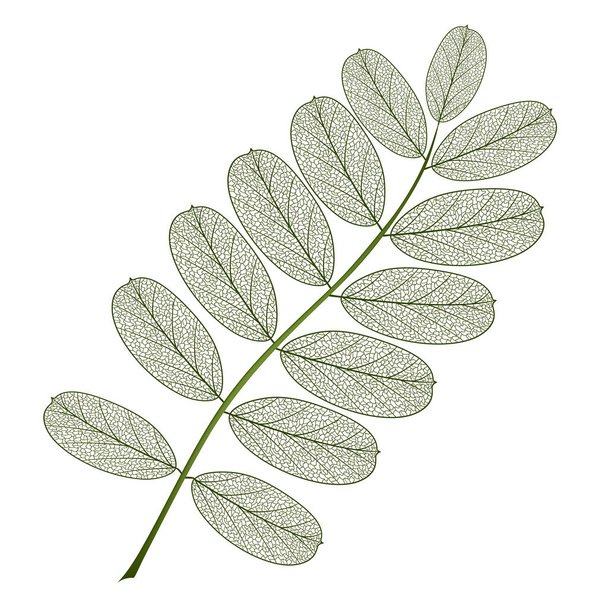 Leaf isolated. Vector illustration. EPS 10 - Вектор,изображение