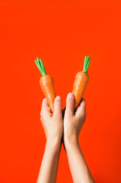 Un ramo de zanahorias frescas en la mano sobre fondo rojo
. - Foto, imagen