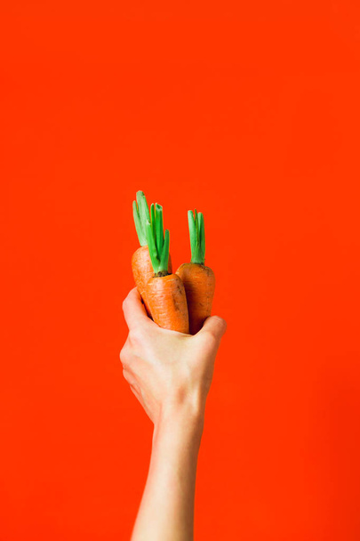 Un bouquet de carottes fraîches à la main sur fond rouge
. - Photo, image