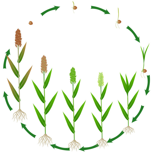 Lebenszyklus der Sorghum-Pflanze auf weißem Hintergrund. - Vektor, Bild