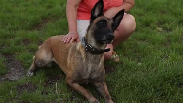 Mies työskentelee koiran kouluttaja ja kouluttaa Shepherd punainen pallo nurmikolla puistossa
 - Materiaali, video