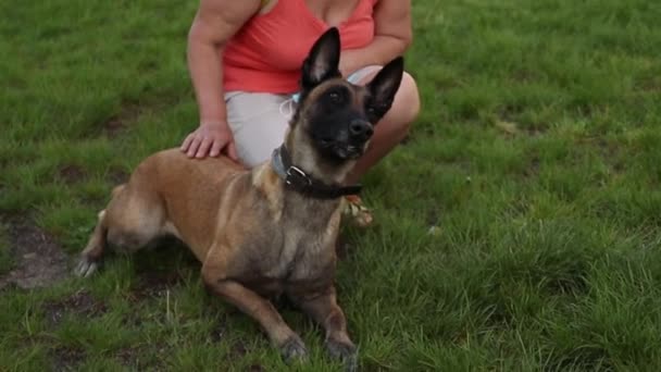 Belgian Shepherd Dog Malinois holds a red rubber ball in its teeth, she is drooling. Dog sits on the green grass in the park. Training and playing with a dog - Footage, Video