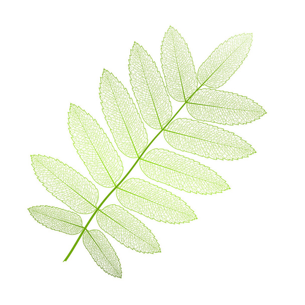 Φύλλα που έχουν απομονωθεί. Vector εικονογράφηση. EPS 10 - Διάνυσμα, εικόνα