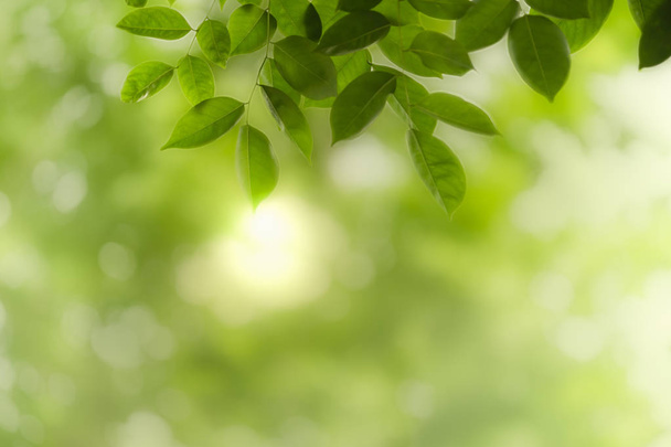 Close up of nature view green leaf on blurred greenery backgroun - Photo, Image