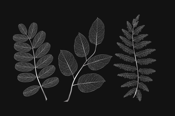 Set colored silver leaves. Vector illustration. EPS 10. - Vector, Image