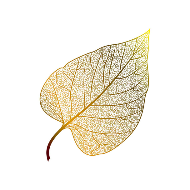 Φύλλα που έχουν απομονωθεί. Vector εικονογράφηση. EPS 10 - Διάνυσμα, εικόνα