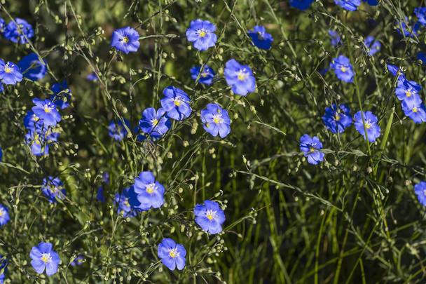 schöne blaue Flachsblüten in der Landwirtschaft, der Anbau von Flachs - Foto, Bild